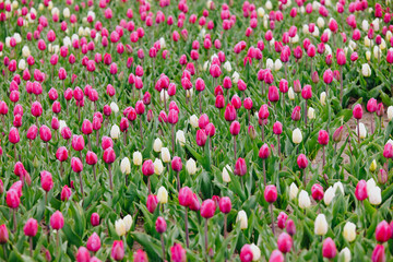Fototapeta premium Field of pink and white tulips in bloom