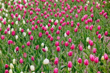 Fototapeta premium Field of pink and white tulips with green foliage