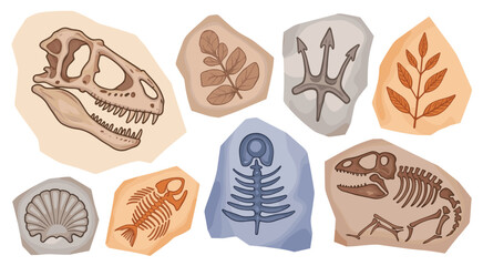 Collection of dinosaur skull skeleton fish and plant fossils embedded in rock © Bappy