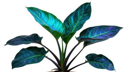 Dark green philodendron leaves with iridescent blue and teal veins, isolated on transparent background © Adrian