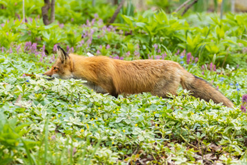 Fototapeta premium Mother Fox hunting squirrels in spring