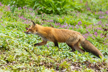 Fototapeta premium Mother Fox hunting squirrels in spring