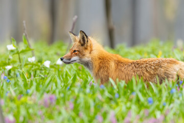 Fototapeta premium Mother Fox hunting squirrels in spring