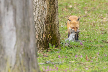 Obraz premium Mother Fox hunting squirrels in spring