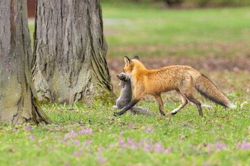 Obraz premium Mother Fox hunting squirrels in spring