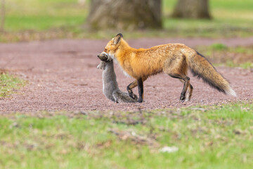 Fototapeta premium Mother Fox hunting squirrels in spring