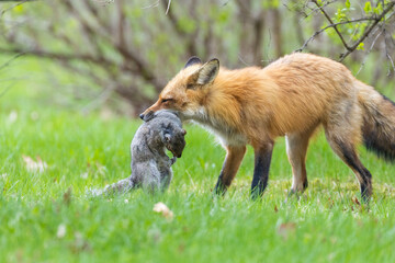 Obraz premium Mother Fox hunting squirrels in spring