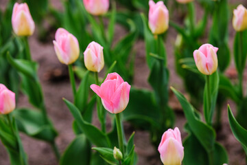 Fototapeta premium Pink tulips blooming in a garden bed