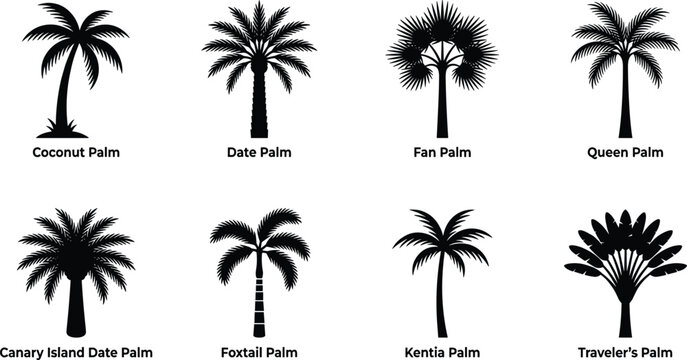 Collection of palm tree silhouettes with labeled varieties on a white background high quality professional detailed modern elegant stylish clean crisp vibrant colorful
