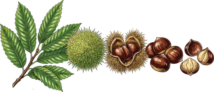 Chestnut Tree Branch with Leaves and Spiky Burr Shells Fresh Sweet Chestnut Nuts Collection Isolated on White Background Botanical Vector Illustration