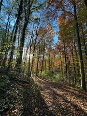 Obraz premium Sunlight filtering through autumn forest trees path