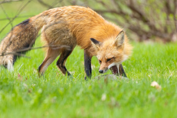 Obraz premium Mother Fox hunting squirrels in spring