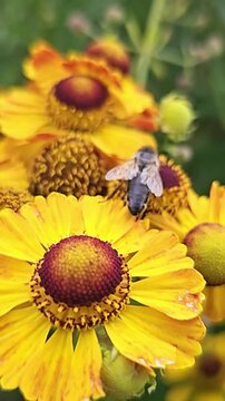 Honey bee collecting nectar from a yellow helenium flower
