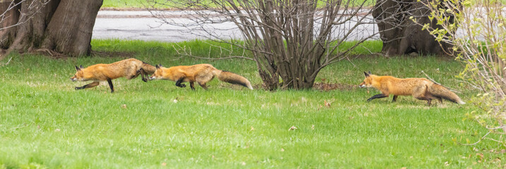 Obraz premium Mother Fox hunting squirrels in spring