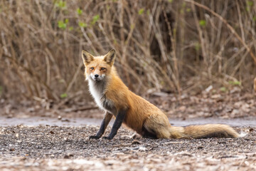Obraz premium Mother Fox hunting squirrels in spring