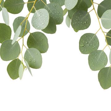 Lush silver dollar eucalyptus branches with glaucous sage-green leaves and crystalline water droplets, framed on a stark white background, conveying tranquil botanical elegance