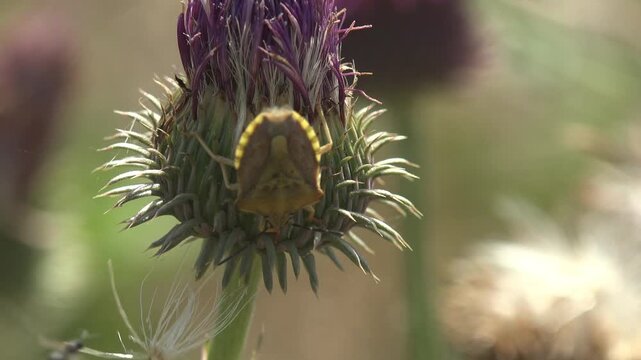 Macro footage of shield bug on purple thistle flower bud with soft natural background and detailed insect texture