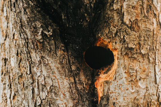 Tree bark with a dark hole on its surface