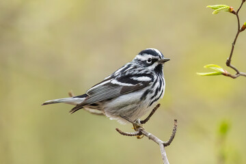 Fototapeta premium Black-and-white warbler (Mniotilta varia) 