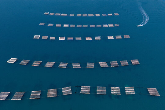 Aerial view of Itoshima Peninsula with oyster farming rafts floating on the deep blue sea and a small boat wake in Itoshima, Fukuoka, Japan.