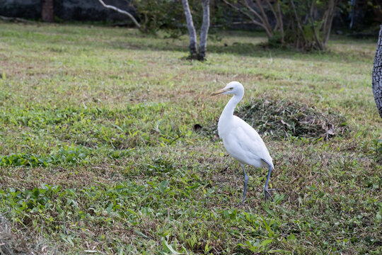 A beautiful Cattle Egret.