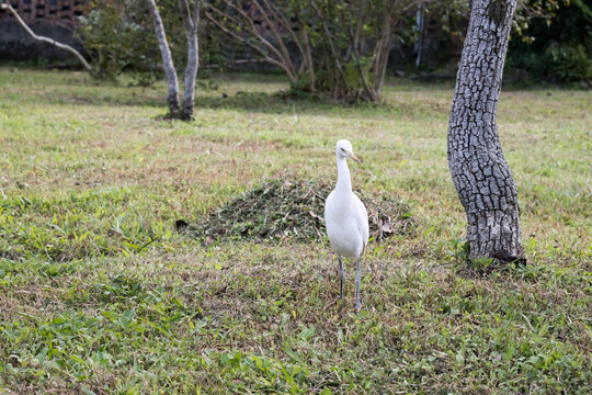 A beautiful Cattle Egret.