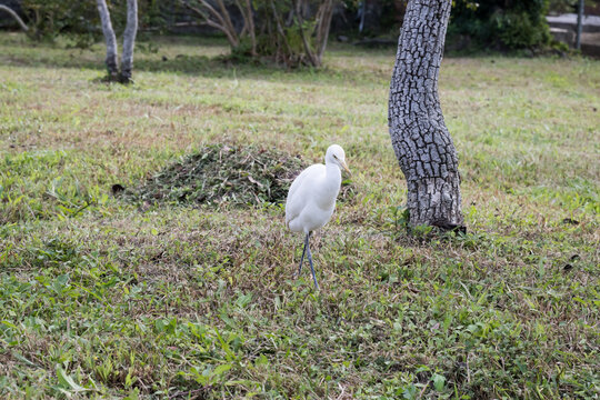 A beautiful Cattle Egret.