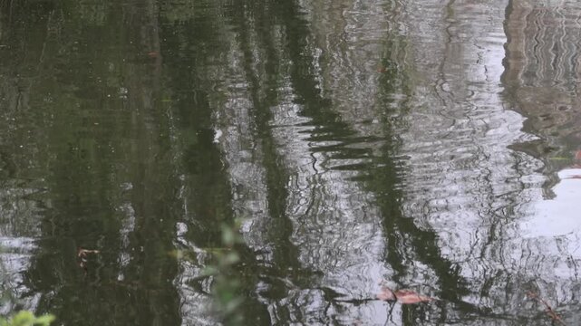 Gentle ripples reflecting trees in Dom Carlos I Park lake