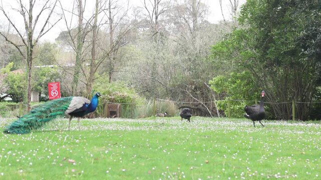 Peacock and black swans eating in Dom Carlos I Park, Portugal