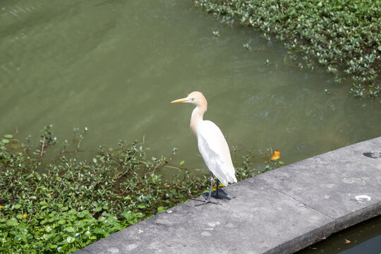 A beautiful Cattle Egret.