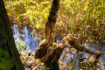 Fototapeta premium Wildlife damaged tree near forest water
