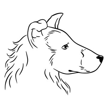 Elegant collie dog illustration