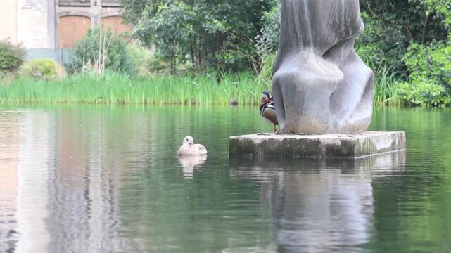 Ducks swimming in a lake at Dom Carlos I Park in Caldas da Rainha