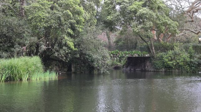 Birds flying over the lake in Dom Carlos I Park, Portugal