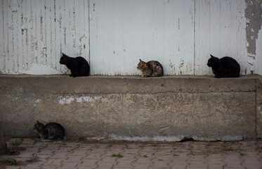 cat on the wall © sevcan