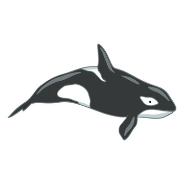Stylized orca illustration