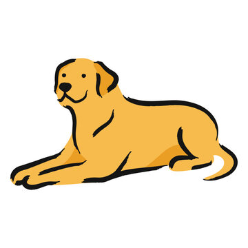 Golden retriever dog laying down