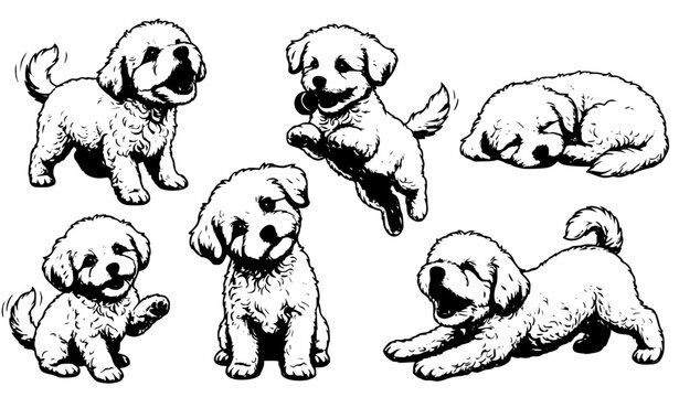 Bichon frise puppy set with different expressions and poses detailed vector illustration isolated on white background