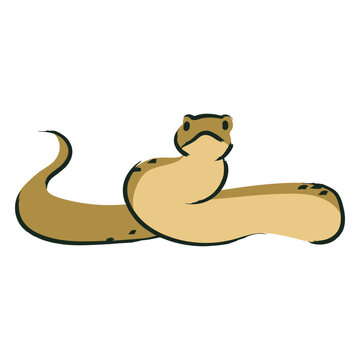 Snake attacking