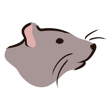 Gray rat head