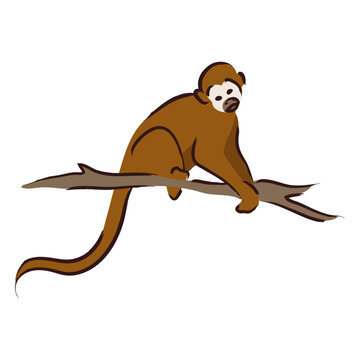Brown little monkey sitting on a branch