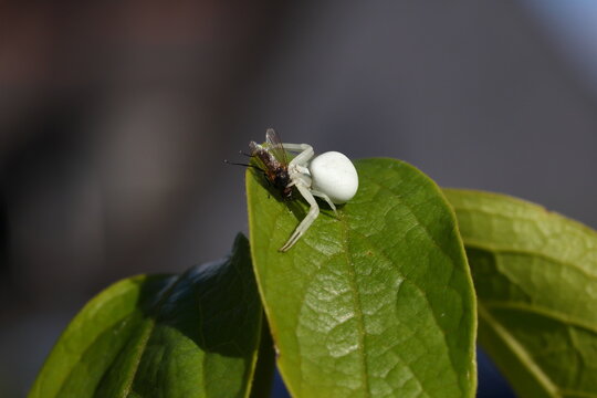 White thomisidae spider catches insect on green leaf in afternoon light