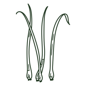 Four green onions hand drawn