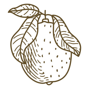 Hand drawn lemon with leaves