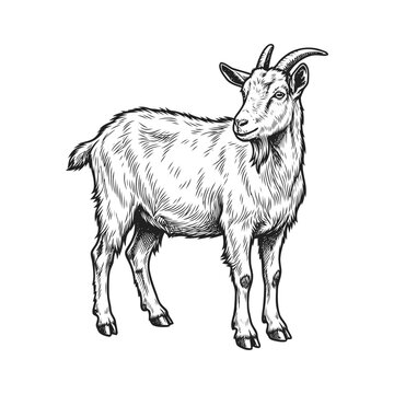 An illustration of a standing goat looking sideways on d8.eps