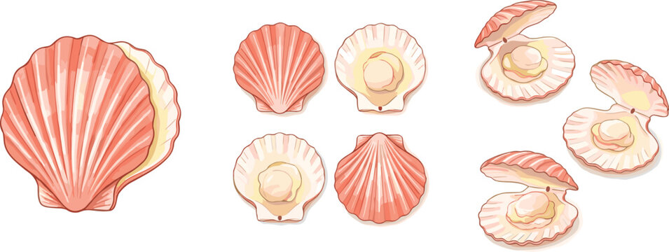 Set of Scallop Sea Shells and Pearl Oysters Featuring Pink Bivalve Mollusks for Seafood Menu Beach Wedding and Ocean Theme Flat Vector Illustration