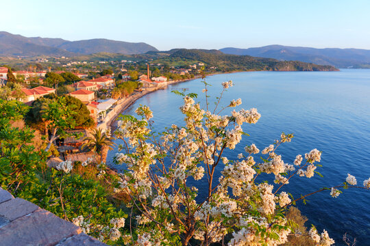 Molyvos Village Coastal View with White Flowers, Lesvos Island, Greece