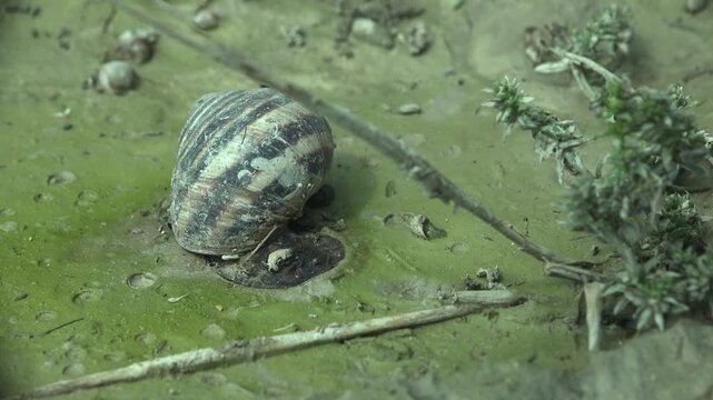 Large banded land snail (Helix sp.) on wet muddy ground covered in green algae. Scattered empty small shells, dry twigs, spiny plants visible. Exposed wetland habitat, diffuse daylight