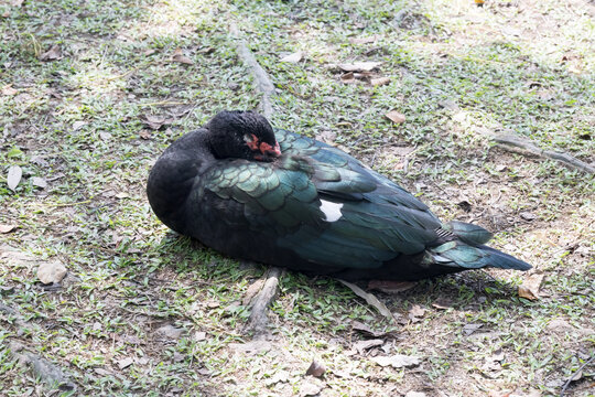 A sleeping Muscovy duck. (Cairina moschata).