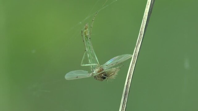 Macro of a single male midge tangled and hanging in a thin spider silk thread, showing feathery antennae and transparent wings against soft green